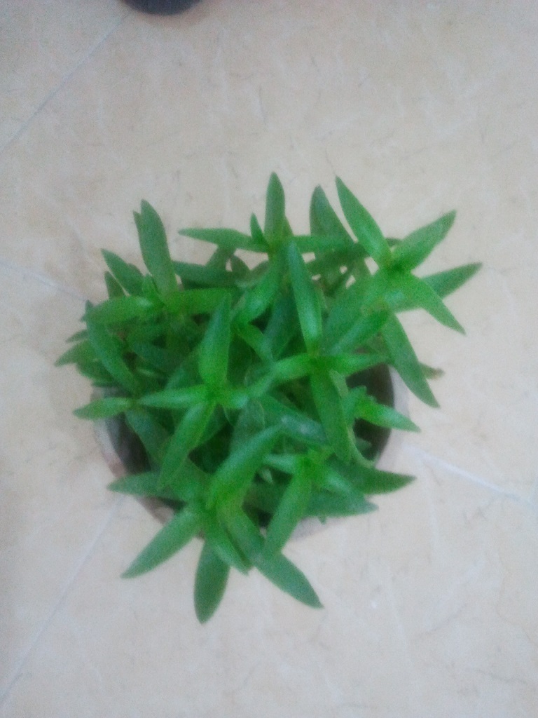 تصویر پرسش و پاسخ گیاه