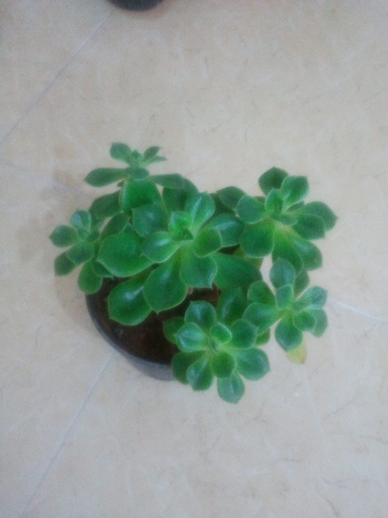 تصویر پرسش و پاسخ گیاه
