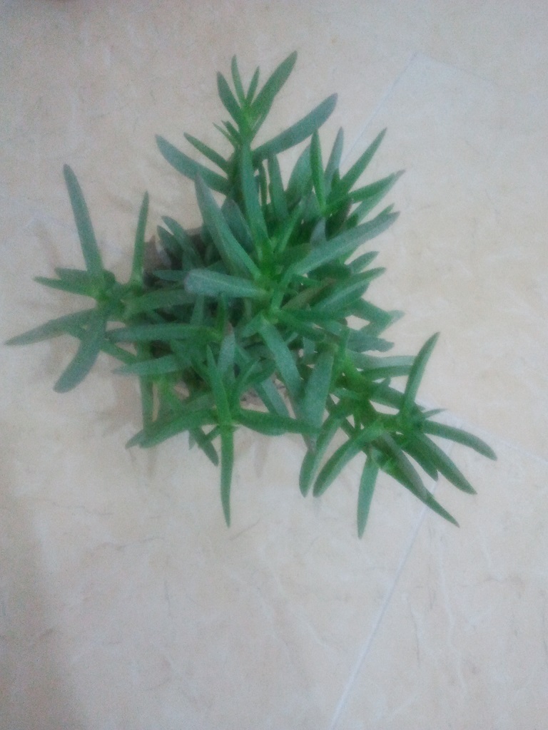 تصویر پرسش و پاسخ گیاه