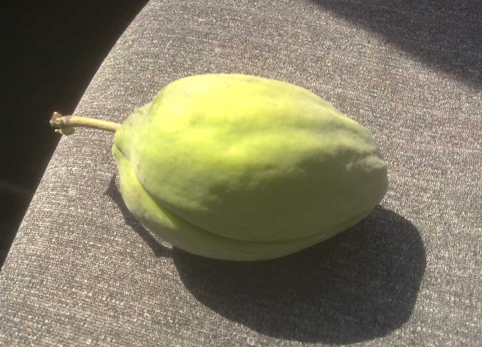 تصویر پرسش و پاسخ گیاه