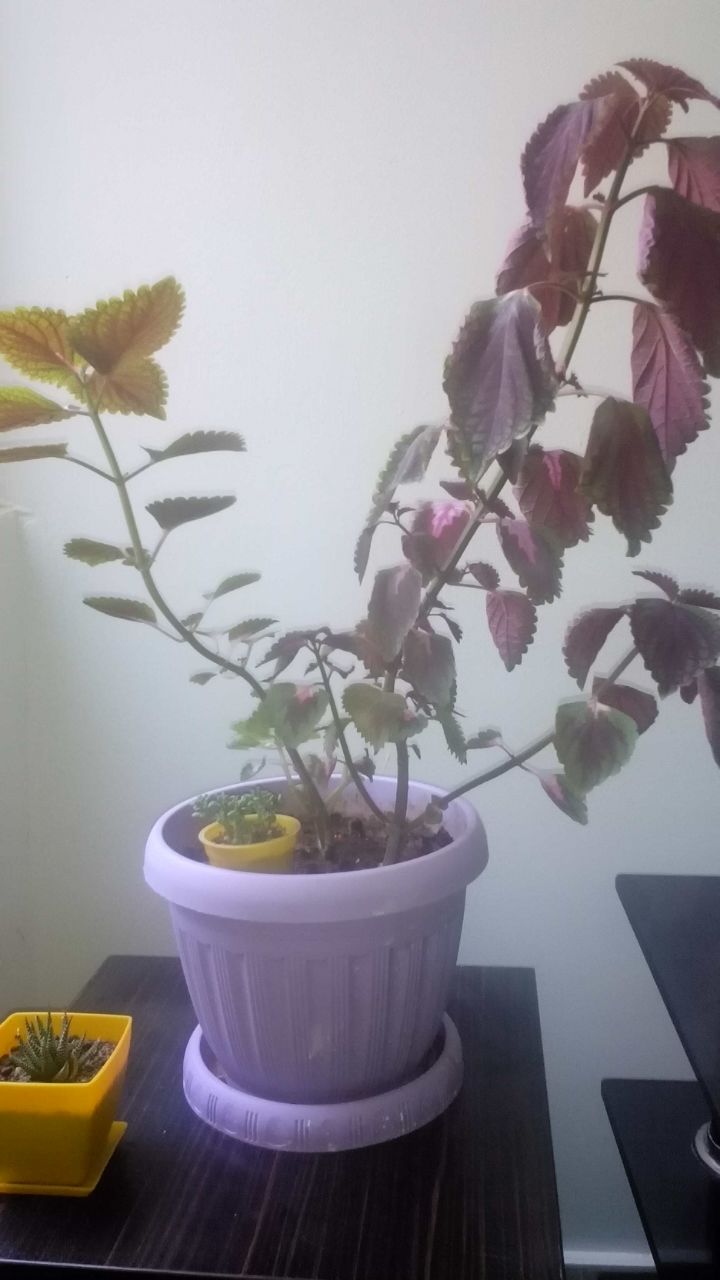 تصویر پرسش و پاسخ گیاه