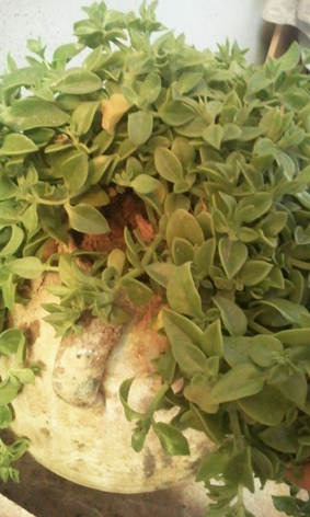 تصویر پرسش و پاسخ گیاه