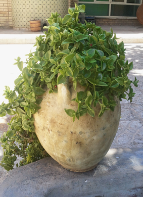 تصویر پرسش و پاسخ گیاه