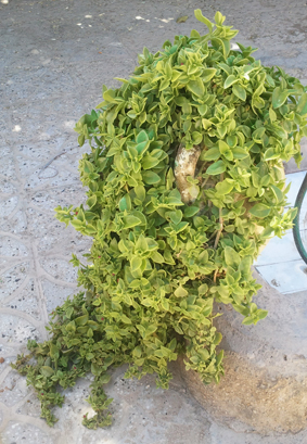 تصویر پرسش و پاسخ گیاه