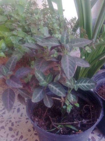 تصویر پرسش و پاسخ گیاه