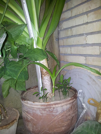 تصویر پرسش و پاسخ گیاه
