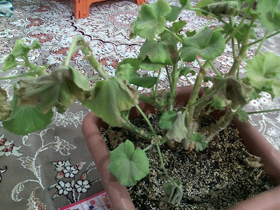 تصویر پرسش و پاسخ گیاه