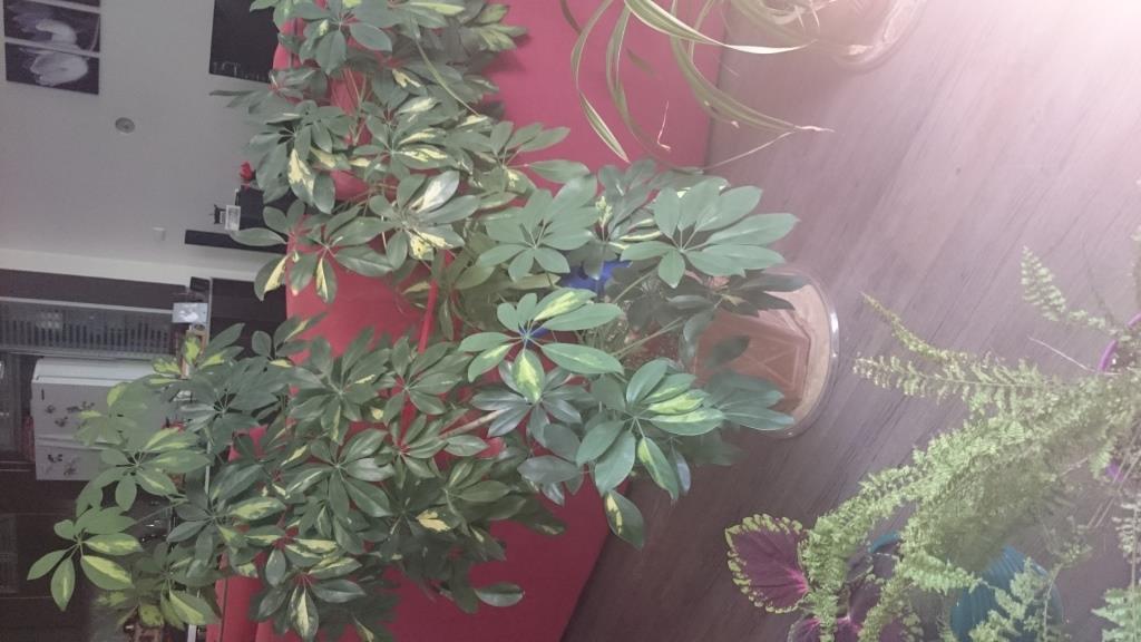 تصویر پرسش و پاسخ گیاه