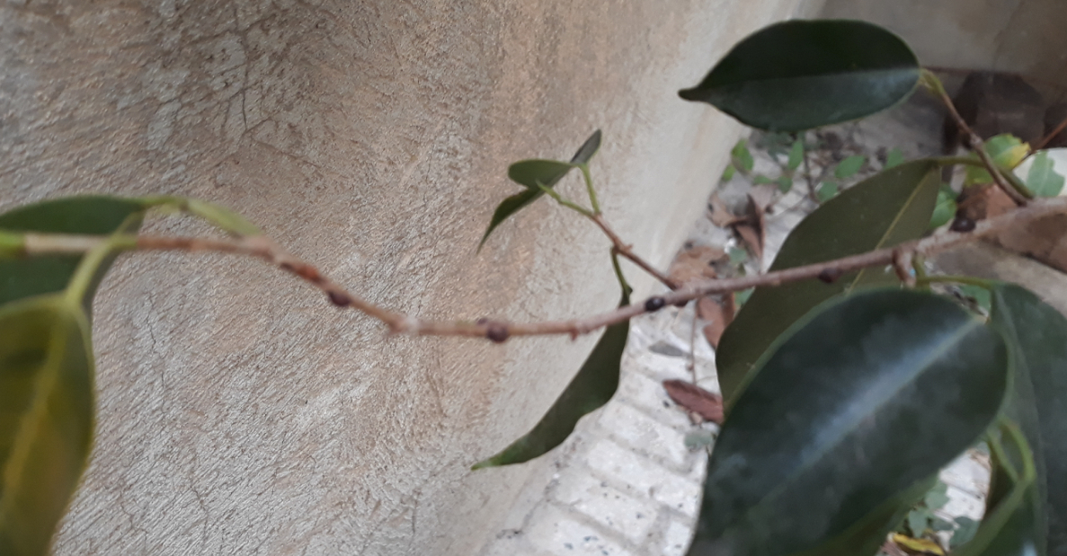 تصویر پرسش و پاسخ گیاه
