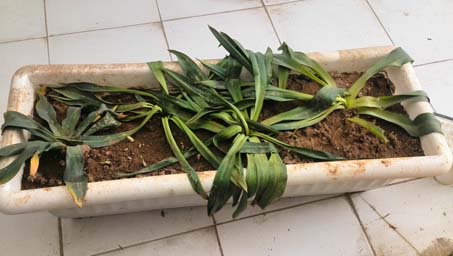 تصویر پرسش و پاسخ گیاه