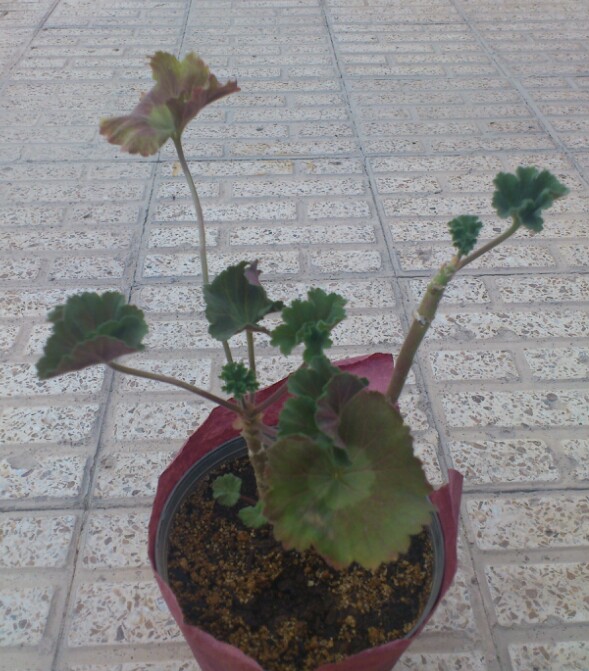 تصویر پرسش و پاسخ گیاه