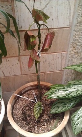 تصویر پرسش و پاسخ گیاه