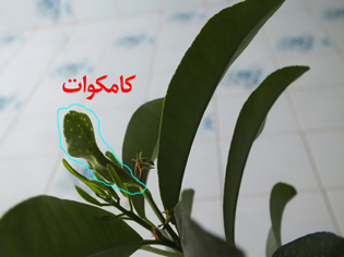 تصویر پرسش و پاسخ گیاه
