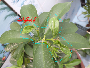 تصویر پرسش و پاسخ گیاه