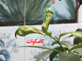 تصویر پرسش و پاسخ گیاه