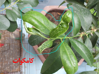 تصویر پرسش و پاسخ گیاه