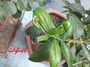 تصویر پرسش و پاسخ گیاه