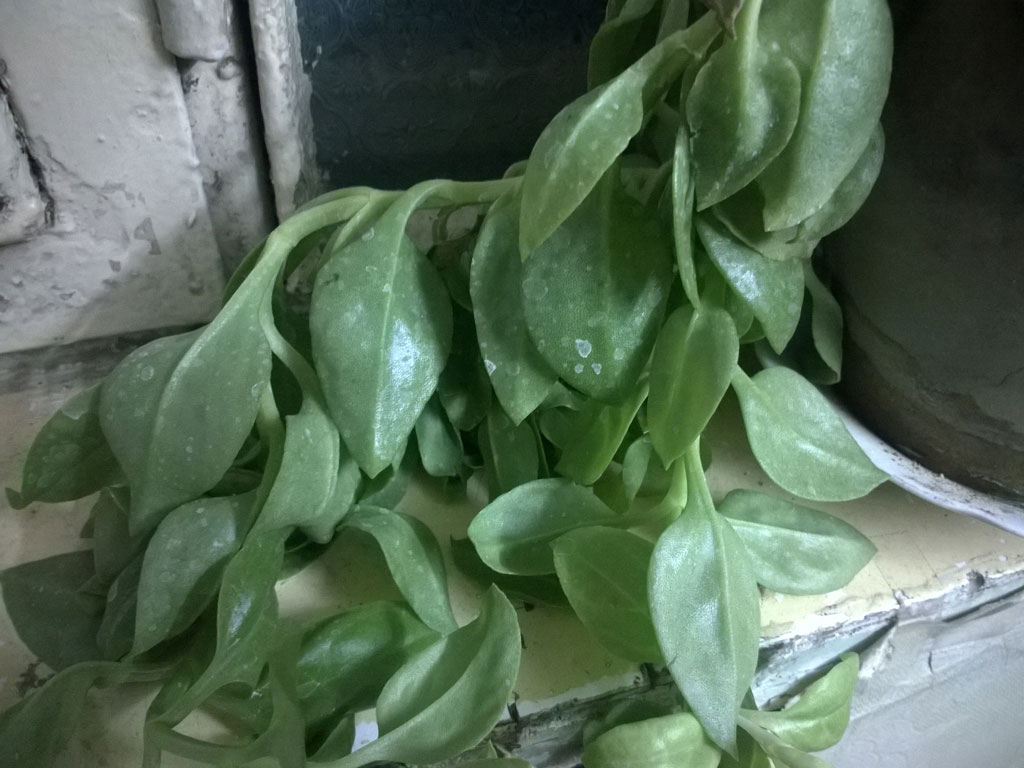 تصویر پرسش و پاسخ گیاه