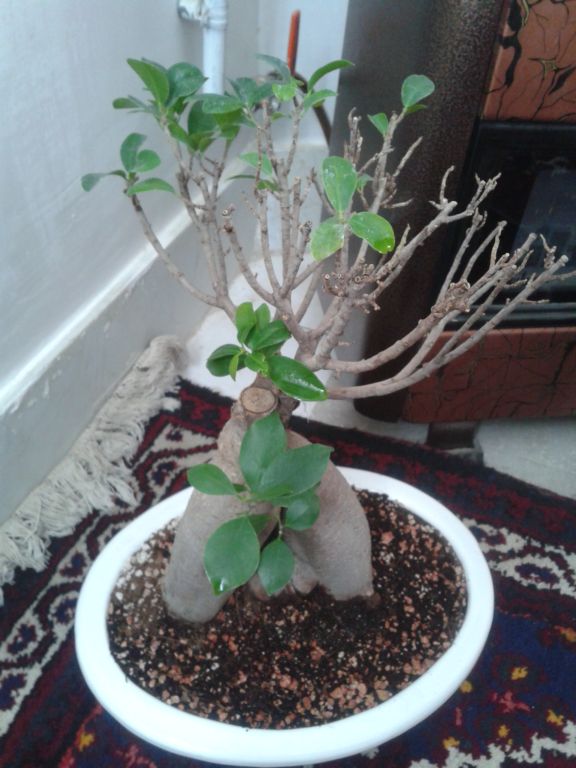 تصویر پرسش و پاسخ گیاه