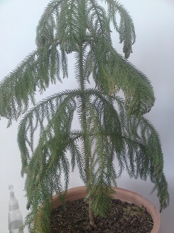 تصویر پرسش و پاسخ گیاه