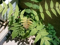 تصویر پرسش و پاسخ گیاه