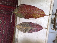 تصویر پرسش و پاسخ گیاه