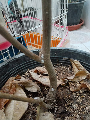 تصویر پرسش و پاسخ گیاه