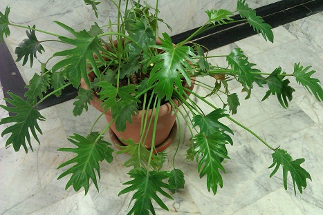 تصویر پرسش و پاسخ گیاه