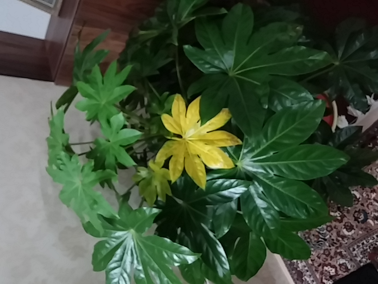 تصویر ارسالی کاربر