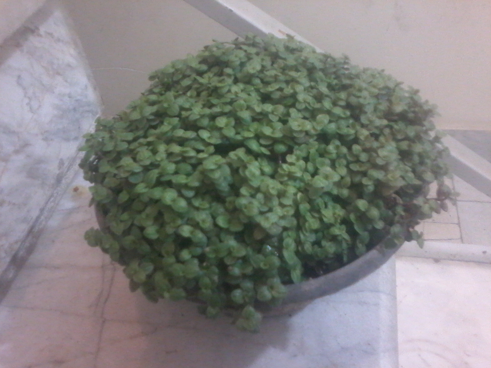 تصویر پرسش و پاسخ گیاه