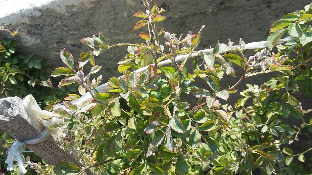 تصویر پرسش و پاسخ گیاه