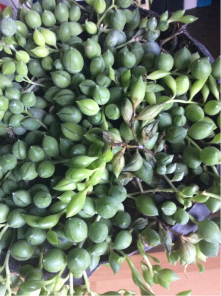 تصویر پرسش و پاسخ گیاه
