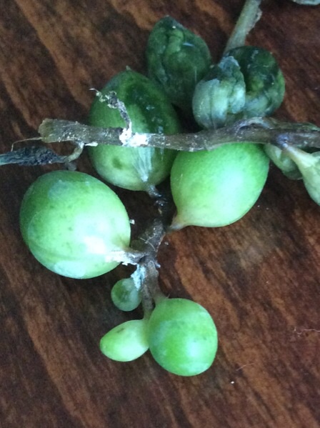 تصویر پرسش و پاسخ گیاه