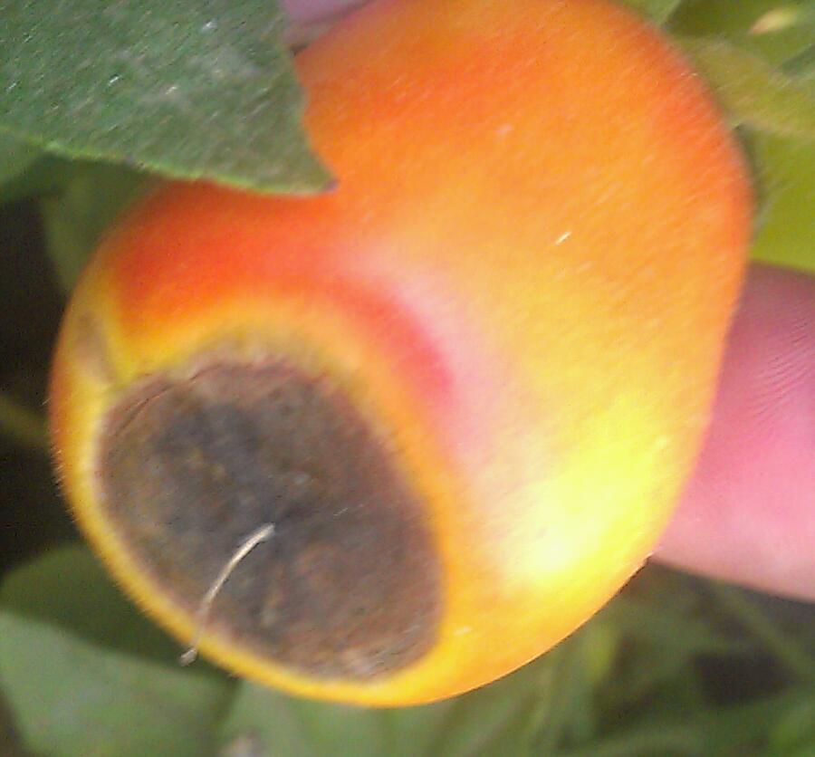 تصویر پرسش و پاسخ گیاه