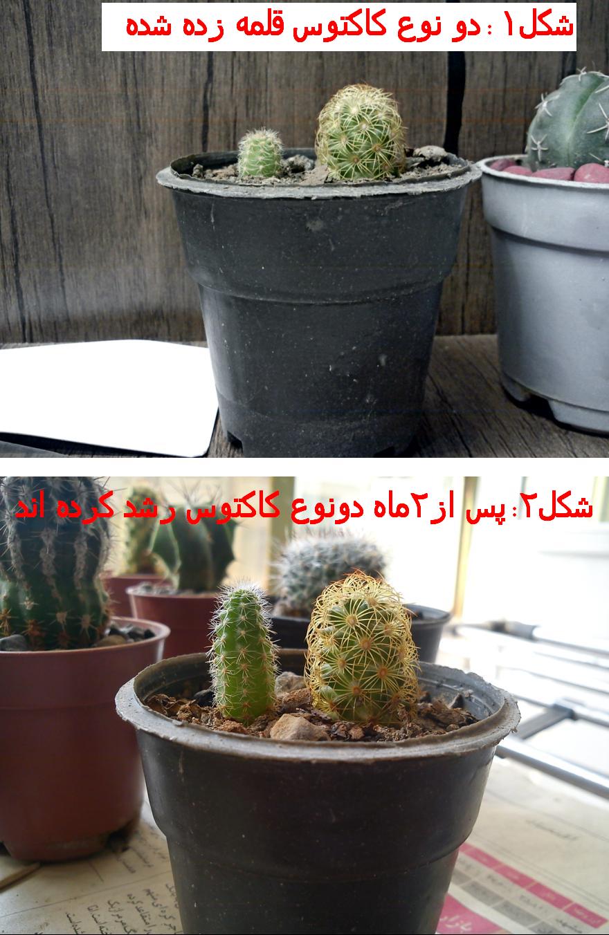 تصویر پرسش و پاسخ گیاه