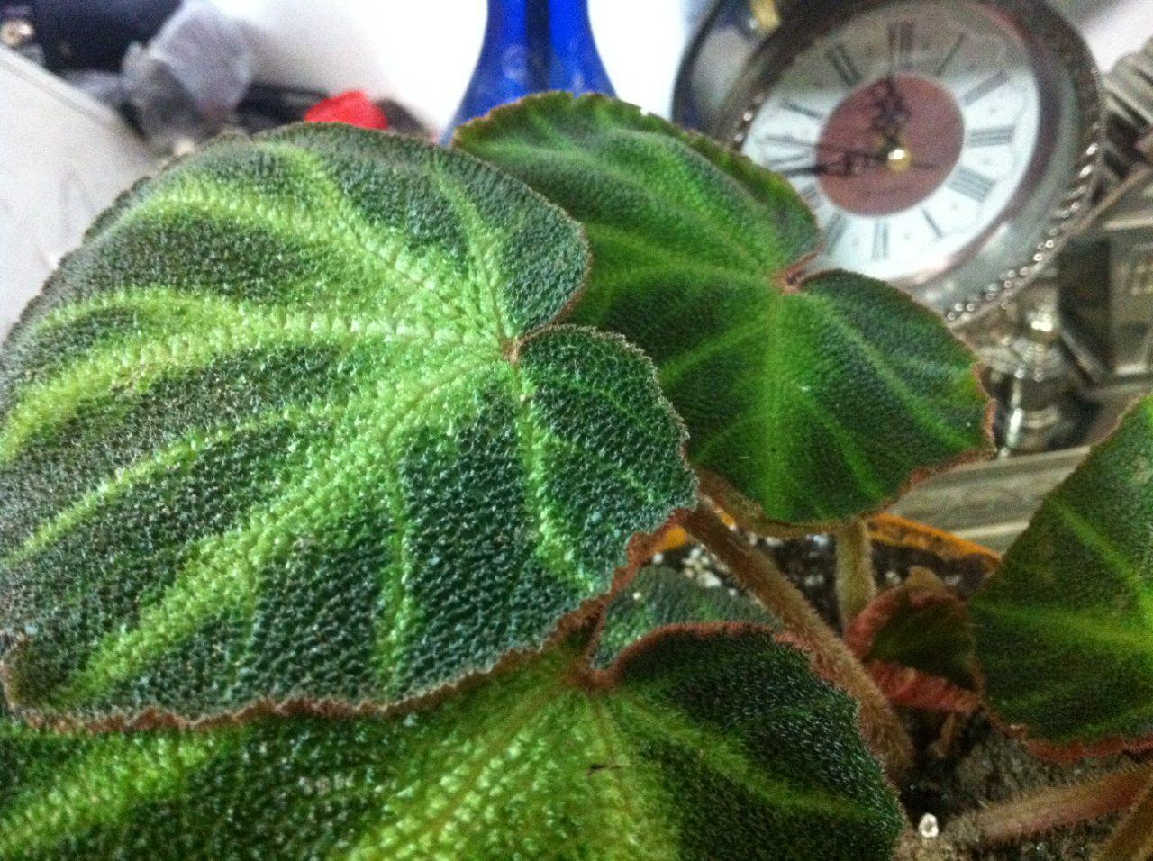 تصویر پرسش و پاسخ گیاه