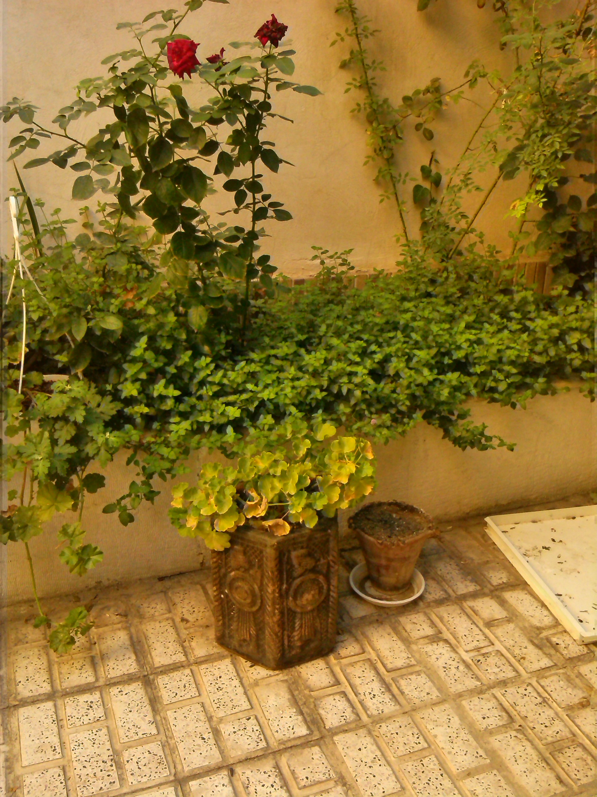تصویر پرسش و پاسخ گیاه