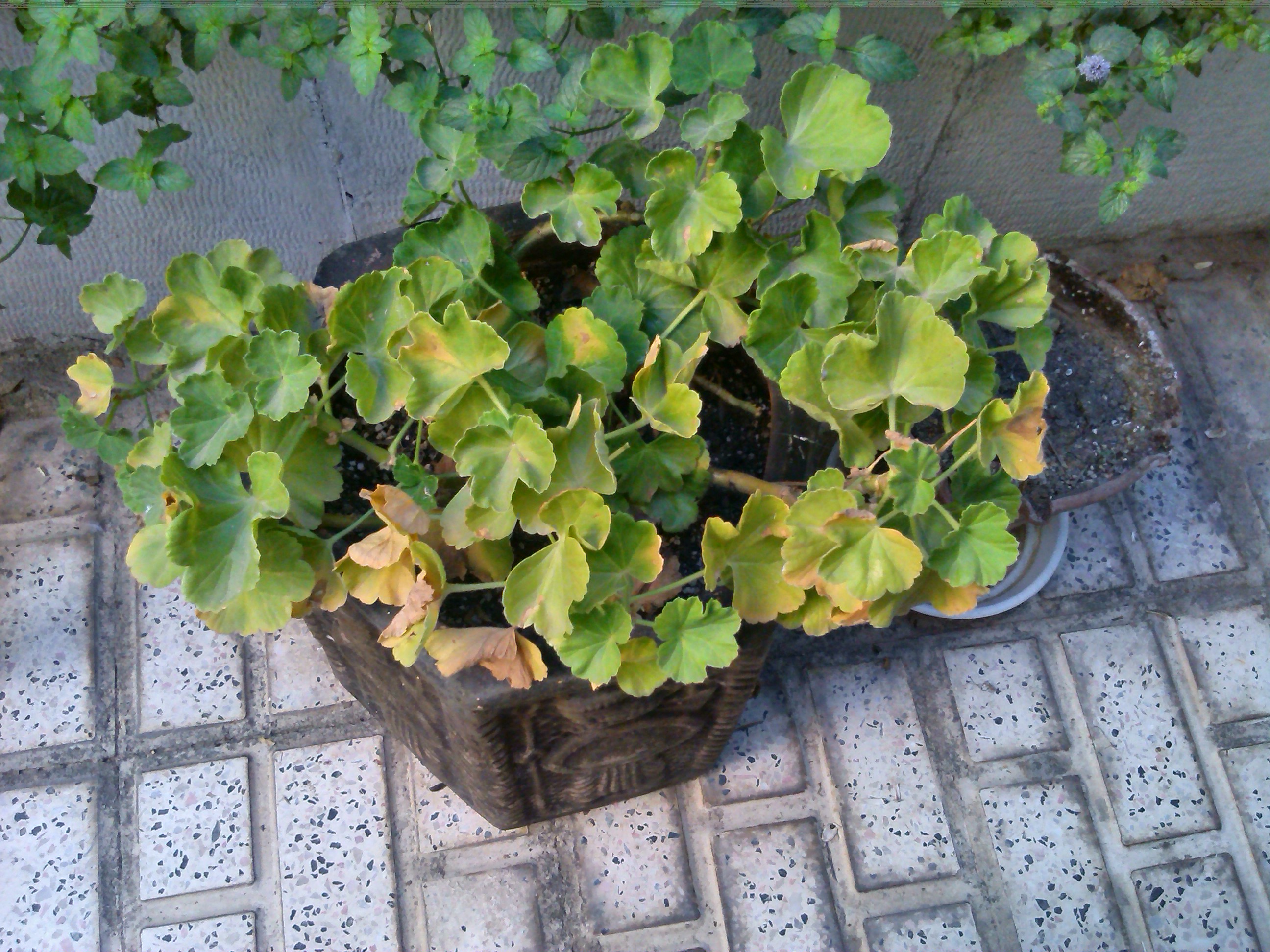 تصویر پرسش و پاسخ گیاه