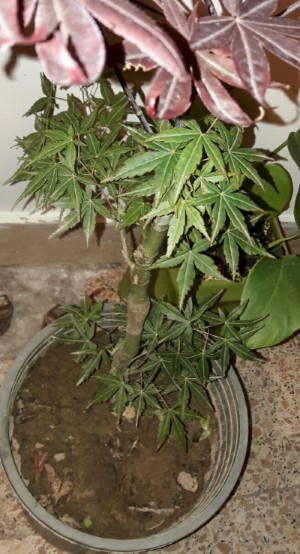 تصویر ارسالی کاربر