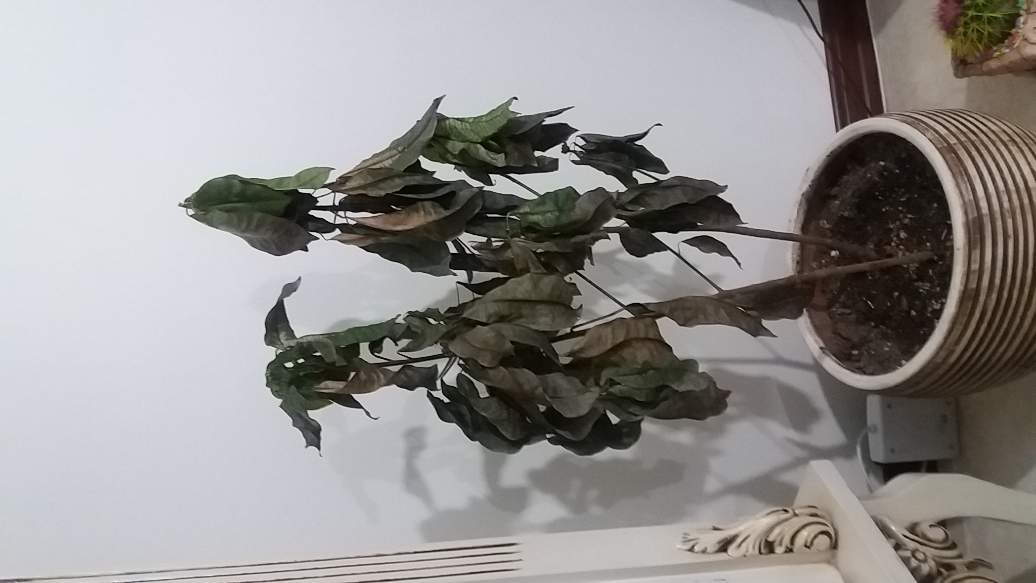 تصویر پرسش و پاسخ گیاه