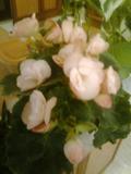 تصویر پرسش و پاسخ گیاه