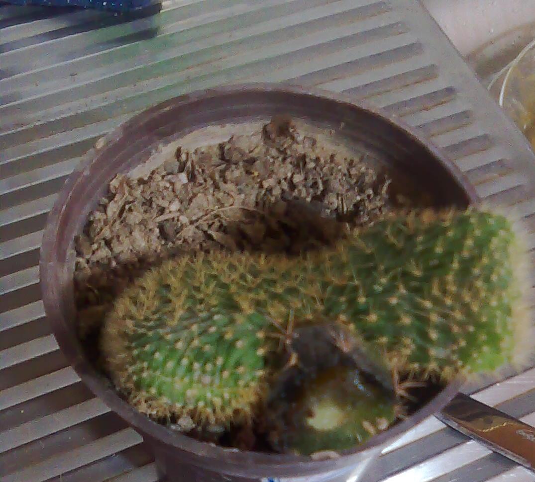 تصویر پرسش و پاسخ گیاه