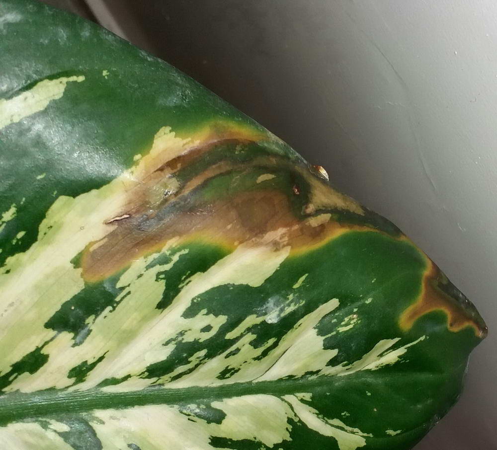 تصویر پرسش و پاسخ گیاه