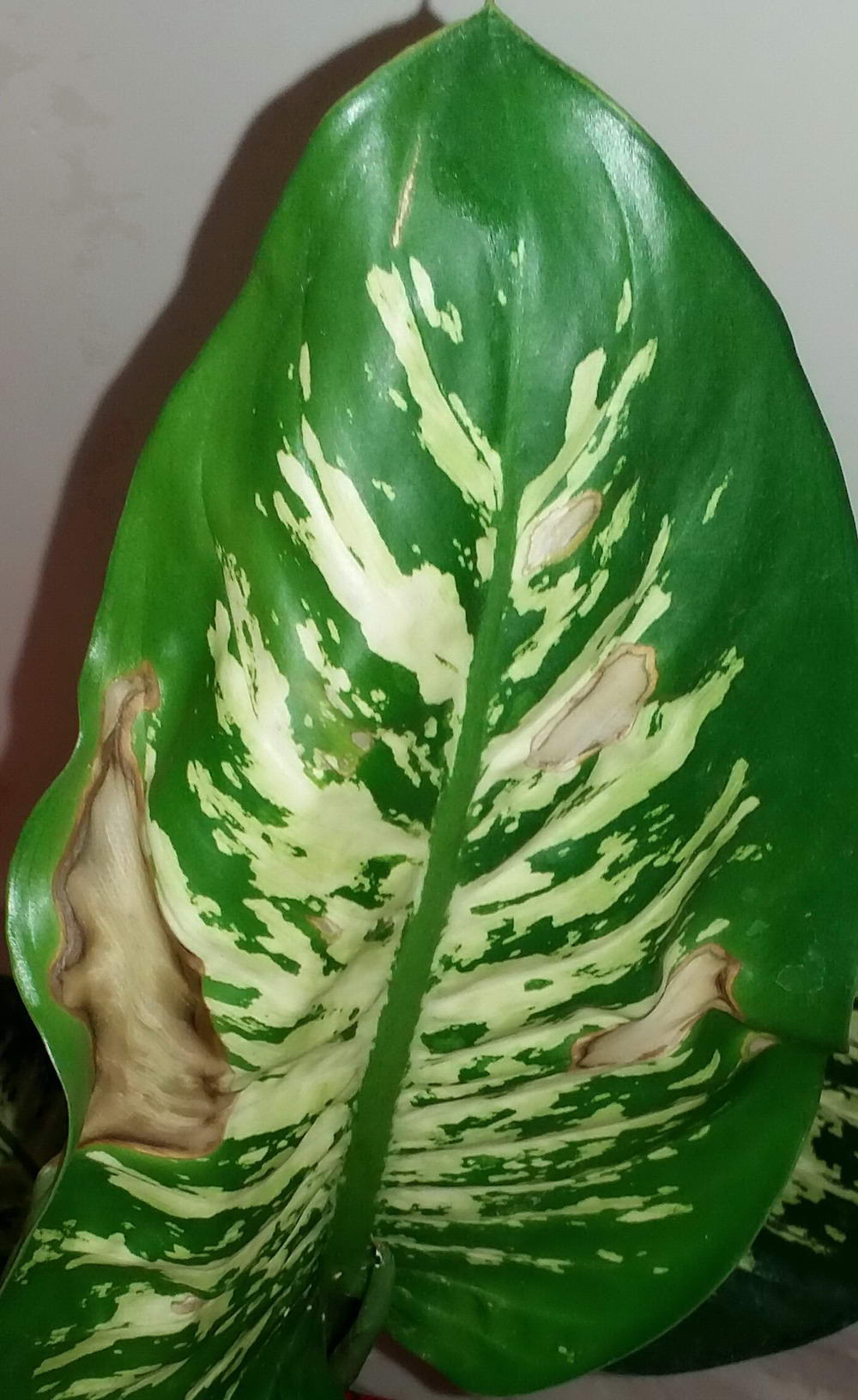 تصویر پرسش و پاسخ گیاه