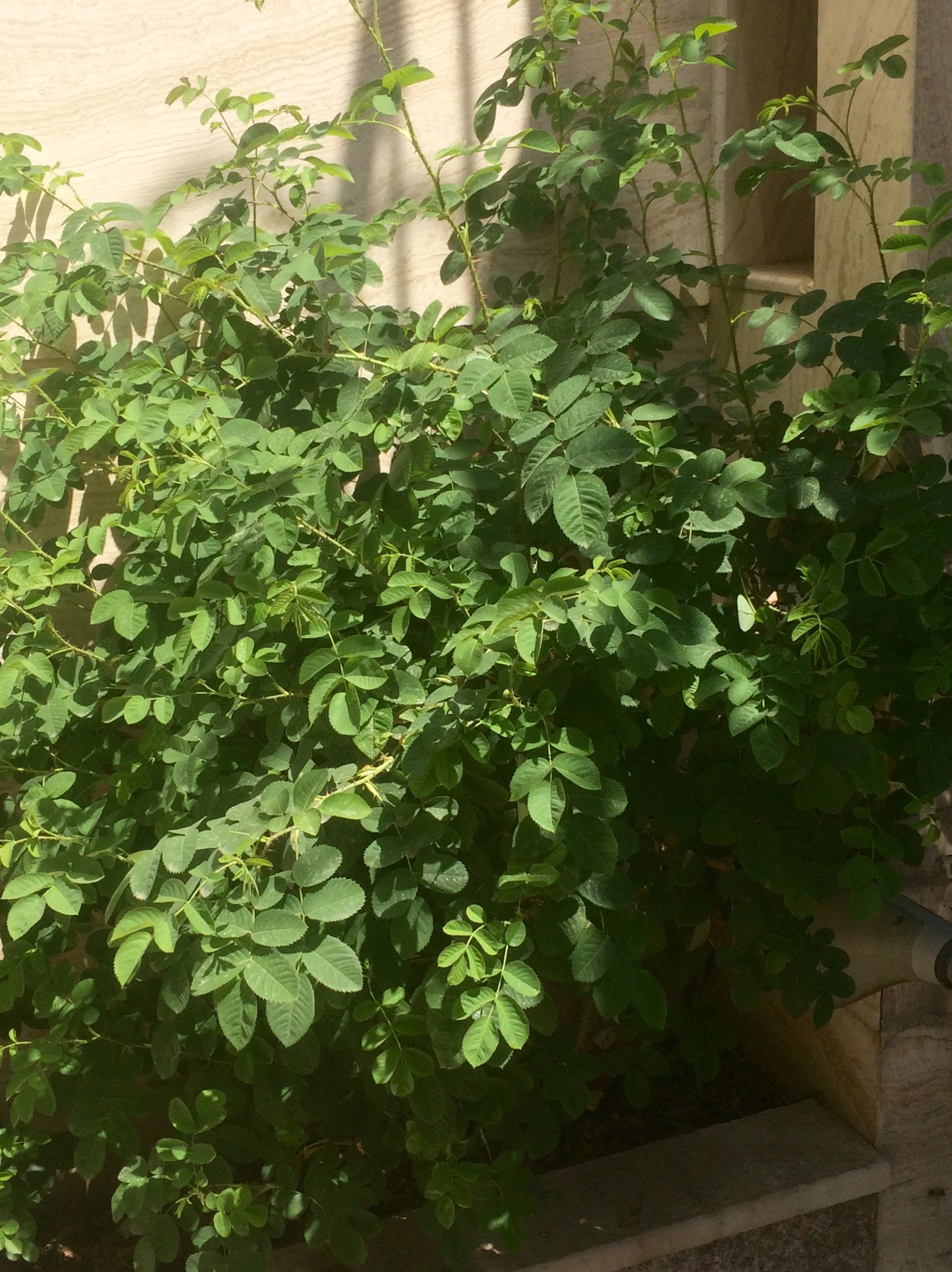 گل ندادن بوته گل محمدي