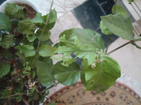 تصویر پرسش و پاسخ گیاه