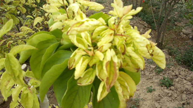 تصویر ارسالی کاربر