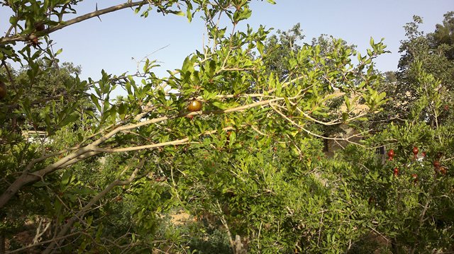 تصویر پرسش و پاسخ گیاه