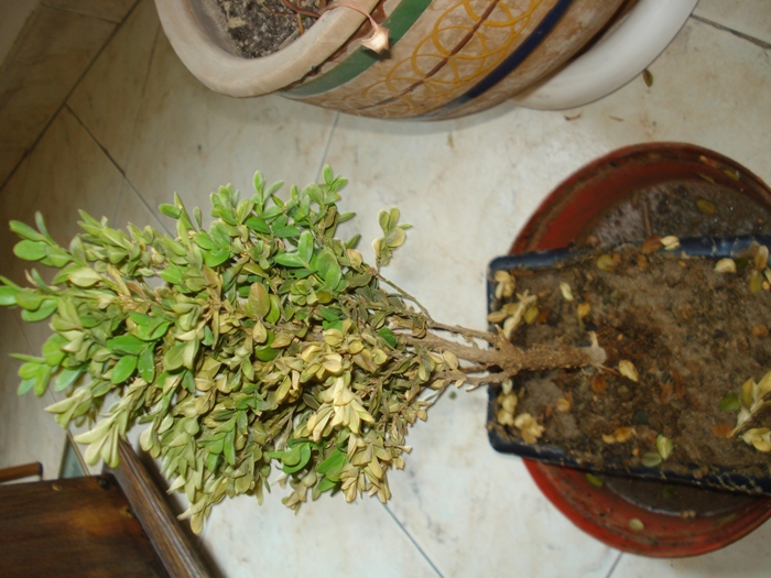 تصویر پرسش و پاسخ گیاه