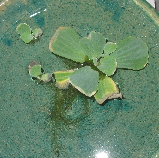 تصویر پرسش و پاسخ گیاه